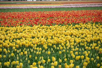 pink, red and orange tulip