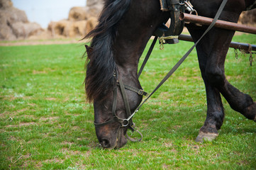 Horse grazes on the field