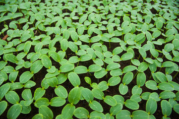 Young plants in greenhouse