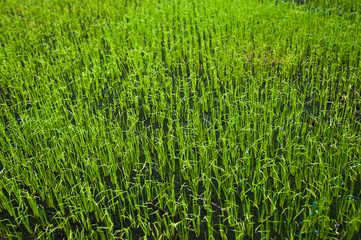 Young plants in greenhouse