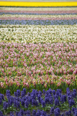 Hyacinth. Beautiful colorful pink