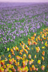 Obraz premium Purple tulips