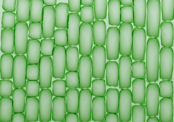 Plant Cells,Tissue Pattern - Vector Illustration - 111149949