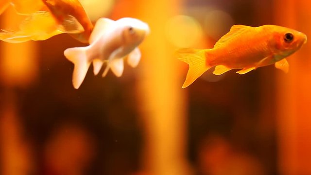 beautiful goldfish in an aquarium  /  beautiful goldfish in an aquarium, warm light illumination