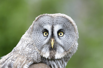 Great Grey Owl (Strix nebulosa) portrait in close up, looking at camera.