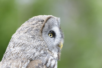 Great Grey Owl (Strix nebulosa) portrait in close up, side view.