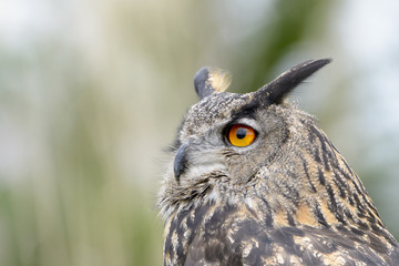 Eurasian Eagle-Owl (Bubo bubo) portrait, close up, side view.