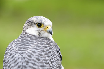 Portrait of a beautiful young male peregrine falcon (Falco peregrinus)