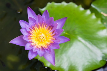 image of water lily or a lotus flower