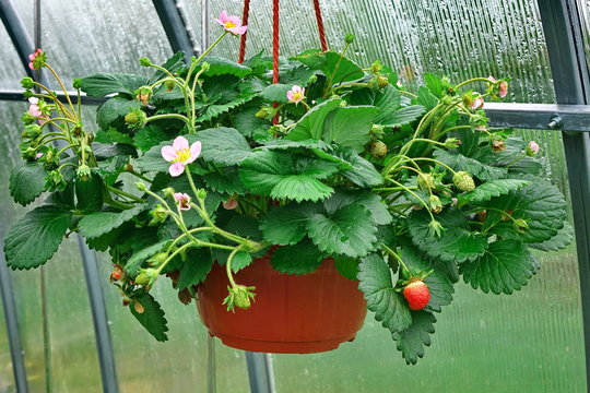 Blooming Remontant Strawberries  In Hanging Basket