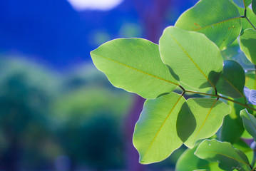 green leaf background