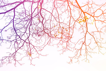 Fototapeta premium Vintage tree branches background