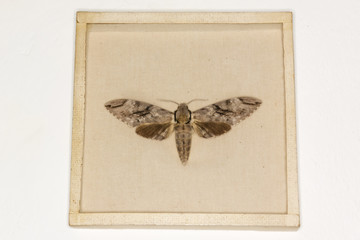 Volcanic colorful butterfly under glass