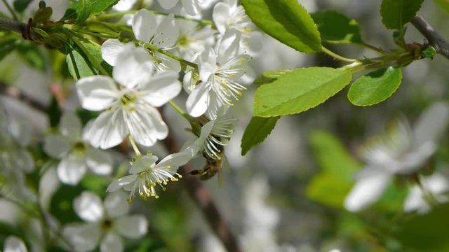 trees blooming in the garden bee flying clear sky nature spring summer beautiful flowers animal bee pollinating trees flowers fruit garden