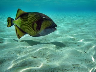 Riesendrückerfisch (Giamt Triggerfish)