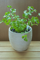 French parsley (Petroselinum, crispum) young herb in plant pot.