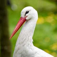 Close up of a white crane
