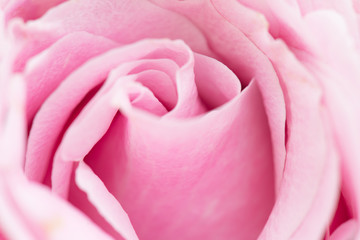 Close up of pink roses