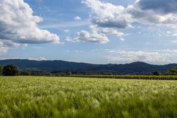 Obraz premium Wheat field with blue sky