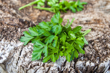 Green parsley lying on an old dark wooden surface.