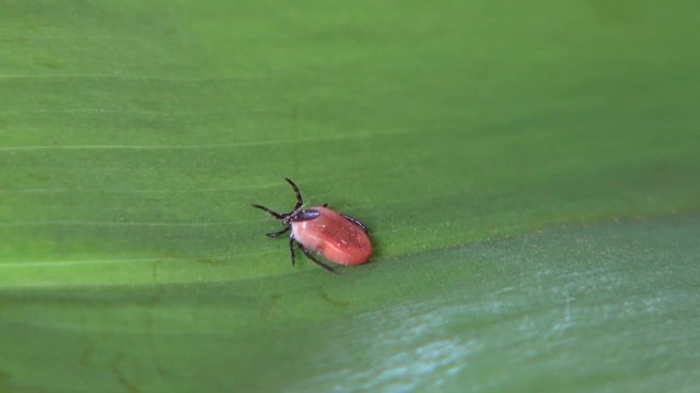 Zecke auf einem Blatt