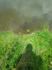 l ' ombra di una persona che da da mangiare alle tartarughe del parco