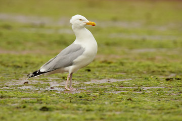 Herring Gull