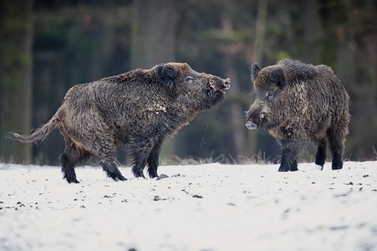 Wild boar males on a white snow/big wild boars on a white snow in winter