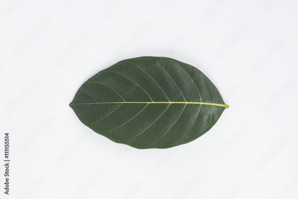 Wall mural leaf isolated on white background.