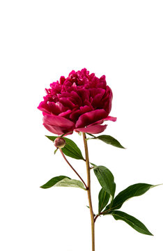 red peony flower isolated