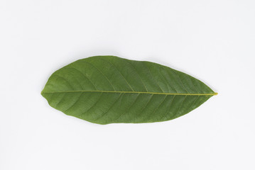 Fototapeta na wymiar leaf isolated on white background.