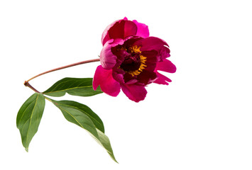 red peony flower isolated © ksena32