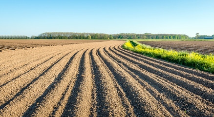 Meandering potato ridges of clay and yellow blossoming rapeseed