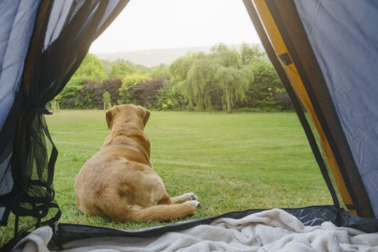 Niemand,Labrador Retriever,Haustier,Hund,Aussicht,Natur,Garten