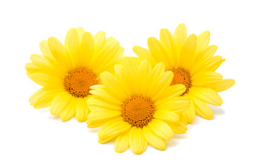 camomile flowers isolated