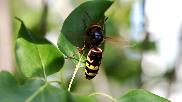 Large wasp queen closeup  /   Large wasp queen closeup Full HD