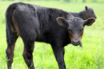 A new born grass feed calf © styxclick