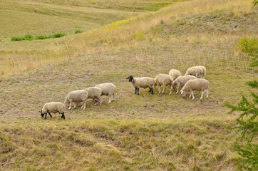 Moutons dans les alpages (Hautes-Alpes)