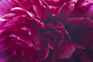 Peony floral background