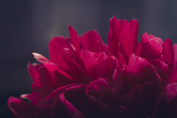 Peony floral background