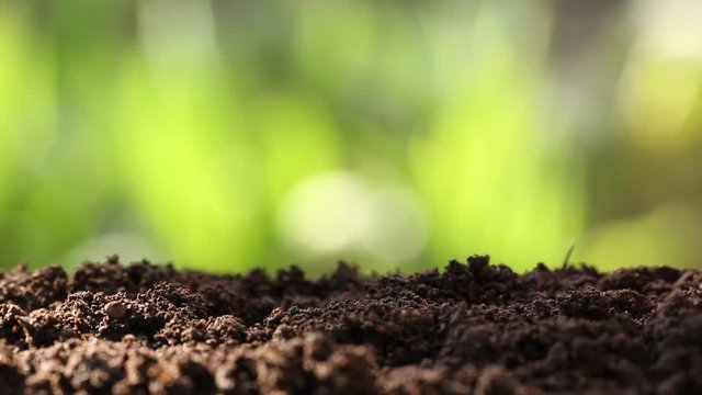 Woman planted a young plant in soil