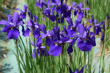 アヤメ／５月中旬、山形県のアヤメ園で、綺麗なアヤメの花を撮影した、春イメージの写真です。