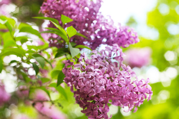Blühender violetter Flieder (Syringa) im Wonnemonat Mai - Frühling