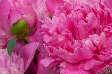 Closeup of peony flowers