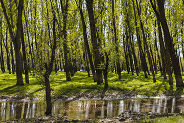 Fototapeta na wymiar Landscape with a forest of hornbeam trees in marshes with reflec