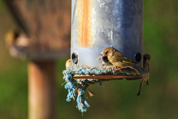Greenfinch