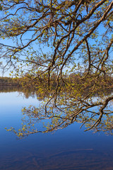 Obraz premium Tree branches at a lake