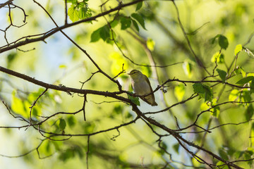 Wood Warbler sit on a branch