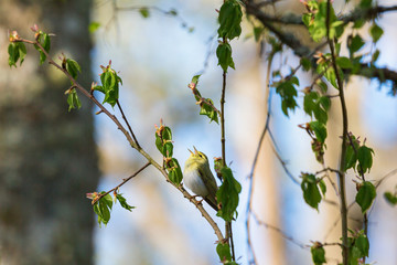 Wood Warbler sing