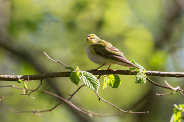 Green Warbler